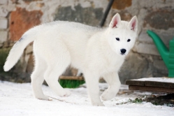 Hope - Wspolne zabawy szczeniat 11 tygodni